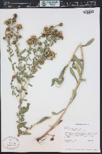 Grindelia squarrosa image