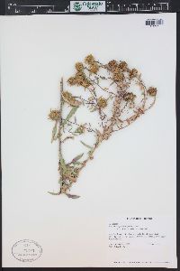 Grindelia squarrosa image