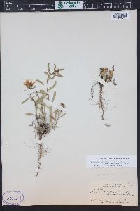 Grindelia squarrosa image