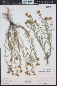 Grindelia squarrosa image