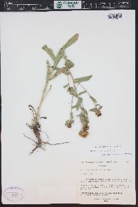 Grindelia subalpina image