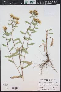 Grindelia subalpina image