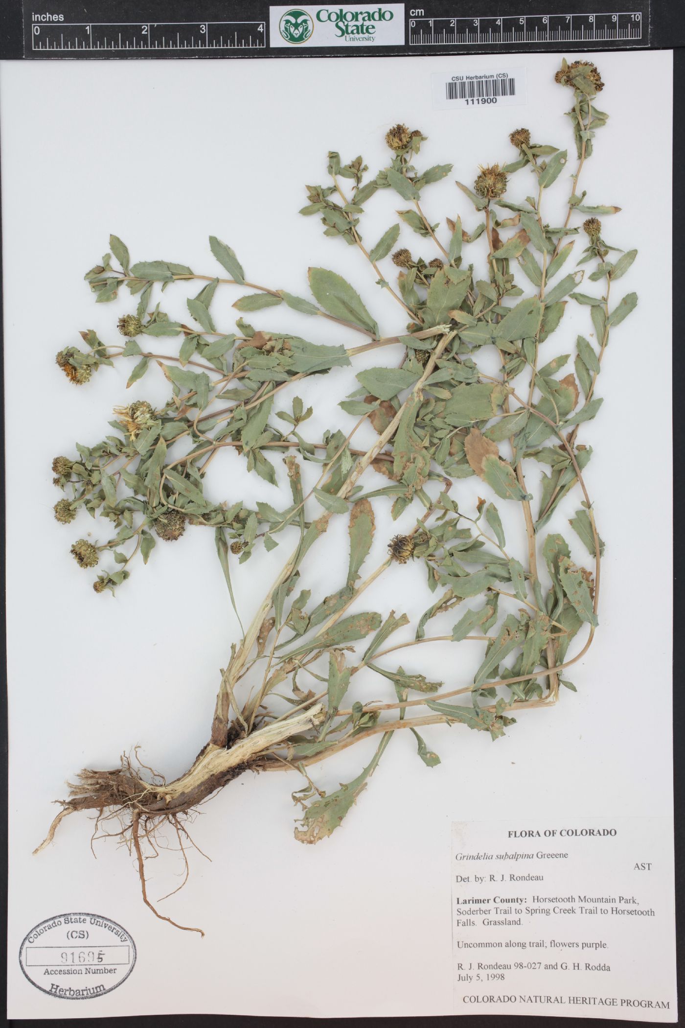 Grindelia subalpina image