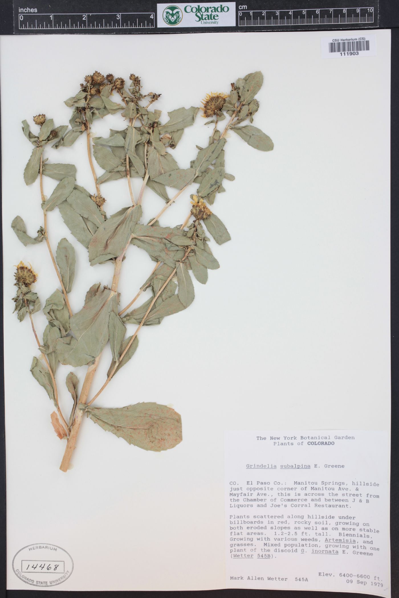 Grindelia subalpina image