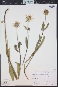 Helianthella quinquenervis image