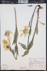 Helianthella quinquenervis image