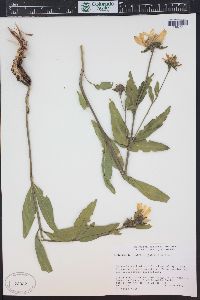 Helianthella uniflora image