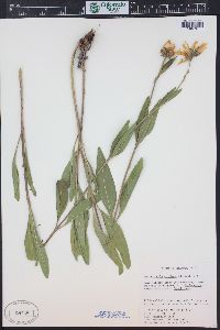 Helianthella uniflora image