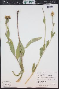 Helianthella uniflora image