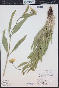 Helianthella uniflora image