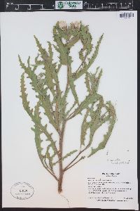 Mentzelia sinuata image