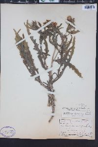 Mentzelia speciosa image