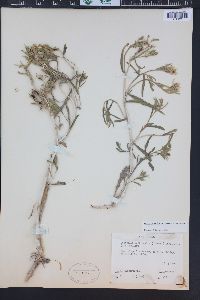 Mentzelia marginata var. cronquistii image