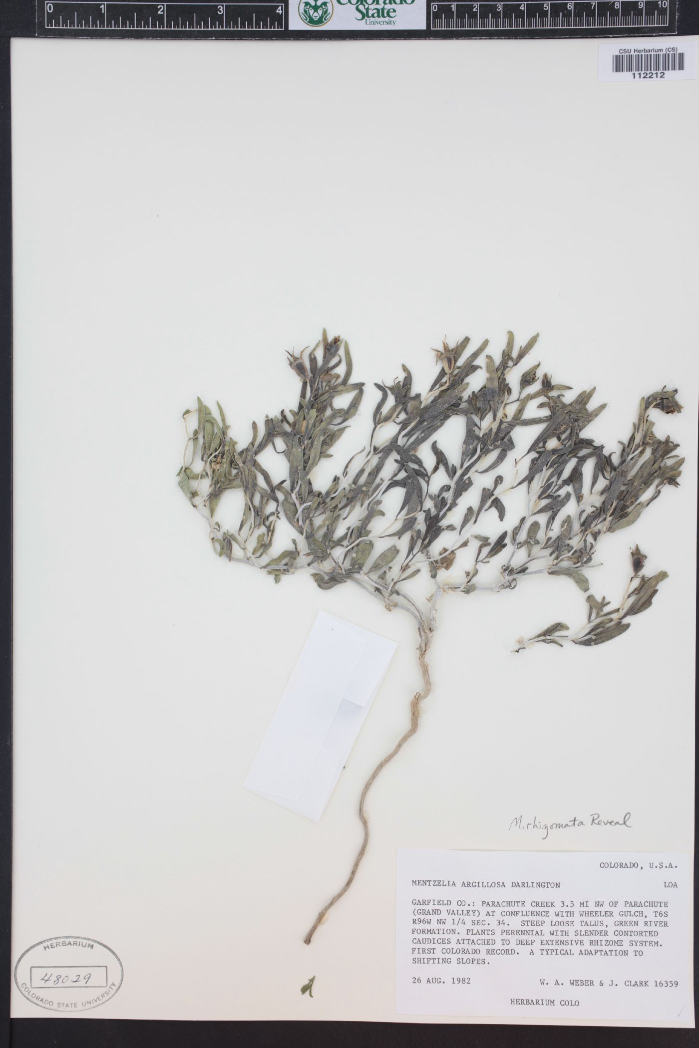 Mentzelia rhizomata image