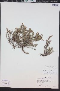 Penstemon teucrioides image