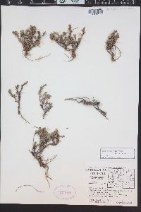 Penstemon teucrioides image