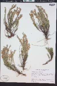 Penstemon teucrioides image