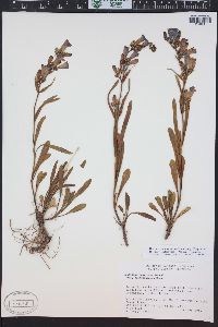 Penstemon scariosus image