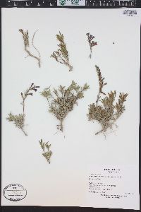 Penstemon retrorsus image