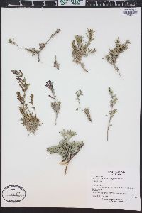 Penstemon retrorsus image