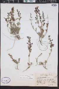 Penstemon retrorsus image