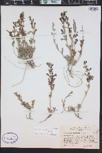 Penstemon retrorsus image