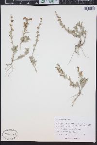 Penstemon retrorsus image