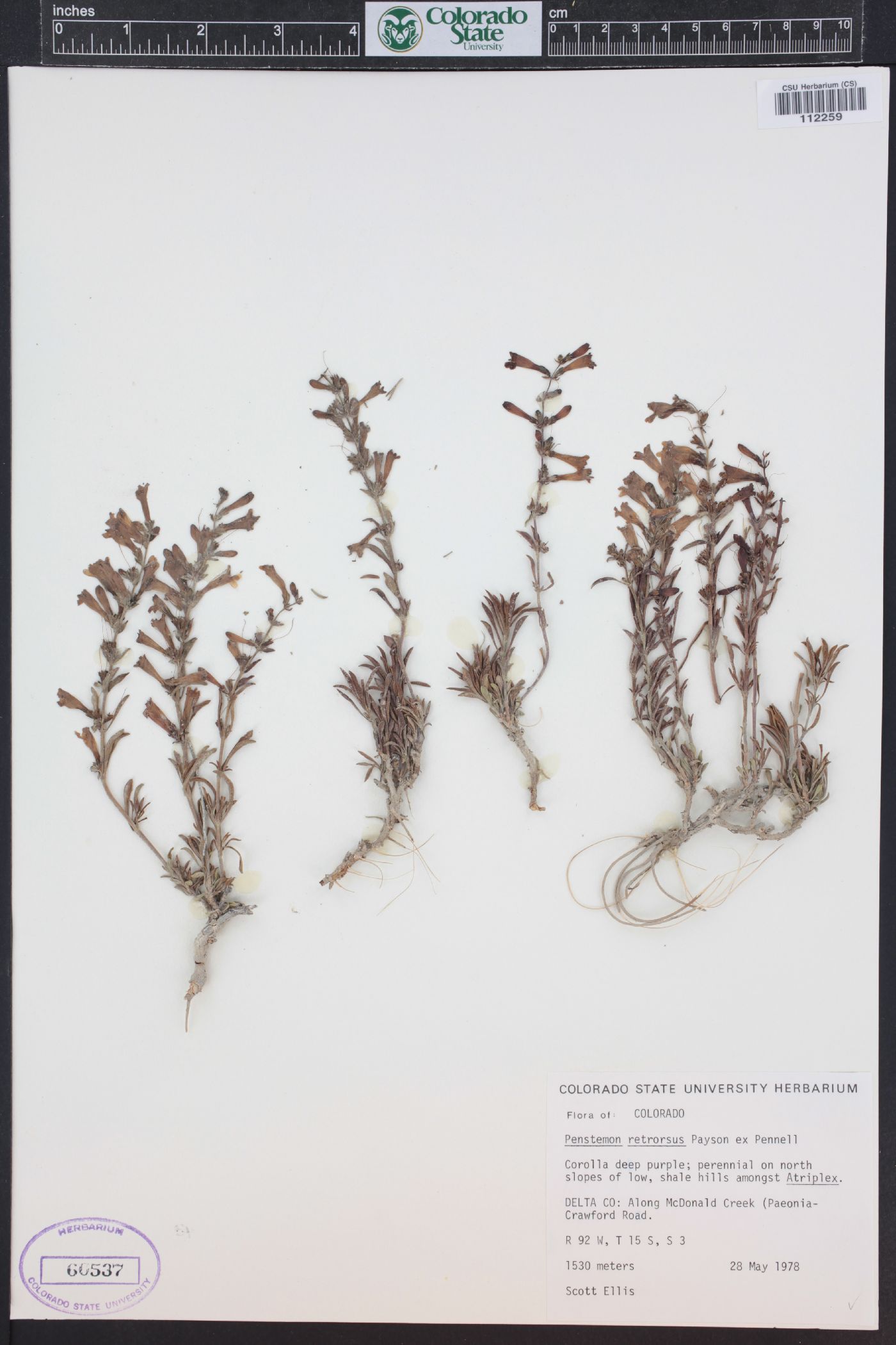Penstemon retrorsus image