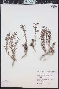 Penstemon retrorsus image