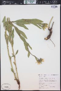 Helianthella uniflora image