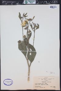 Image Associated With the Occurence