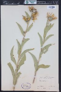 Helianthus maximiliani image