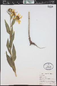 Helianthus nuttallii image