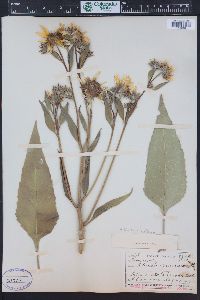 Helianthus nuttallii image