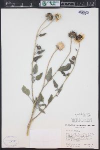 Helianthus petiolaris image