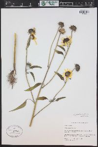 Helianthus petiolaris image