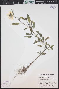 Helianthus petiolaris image