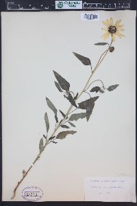 Helianthus petiolaris image