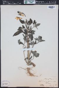 Helianthus petiolaris image