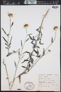 Helianthus petiolaris image