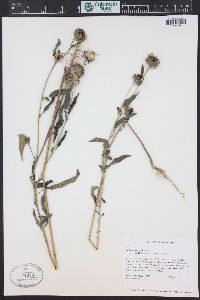 Helianthus petiolaris image