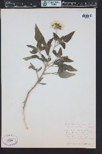 Helianthus petiolaris image