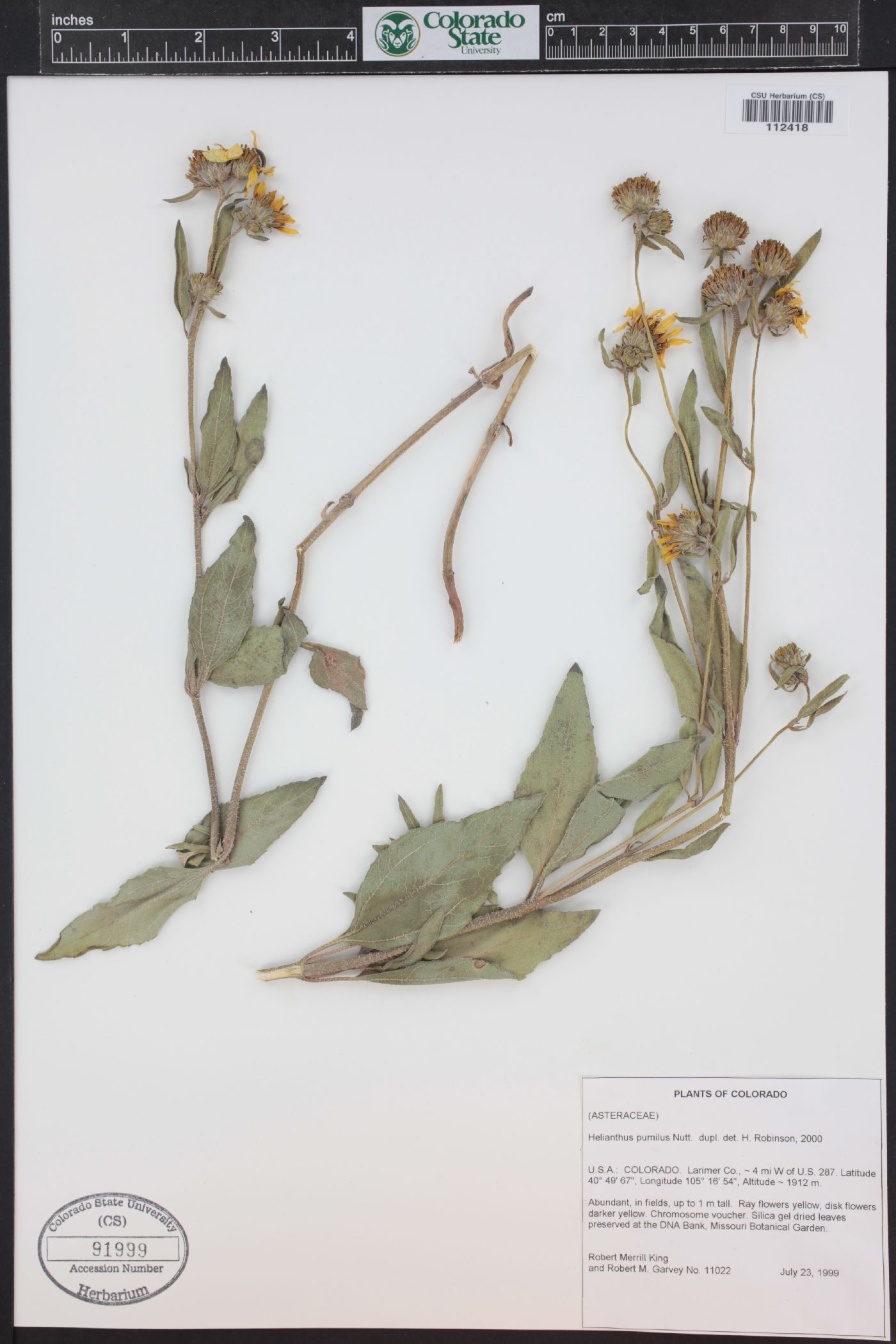 Helianthus pumilus image