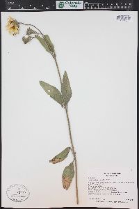 Helianthus pumilus image