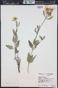 Helianthus pumilus image