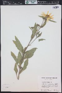 Helianthus pumilus image