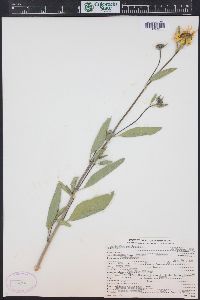 Helianthus pumilus image