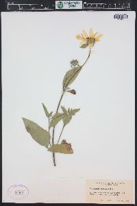 Helianthus pumilus image