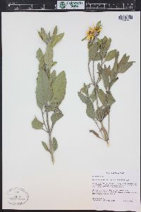 Helianthus pumilus image