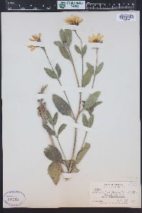 Helianthus pumilus image